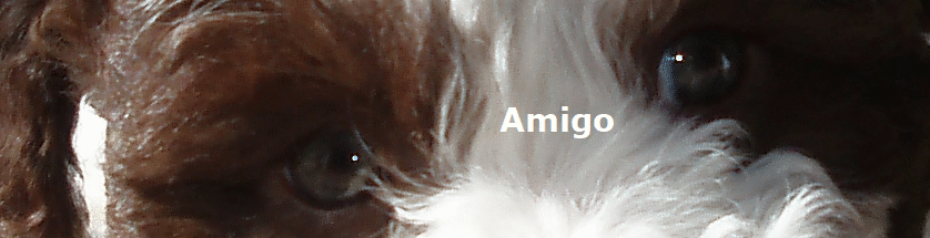 Amigo