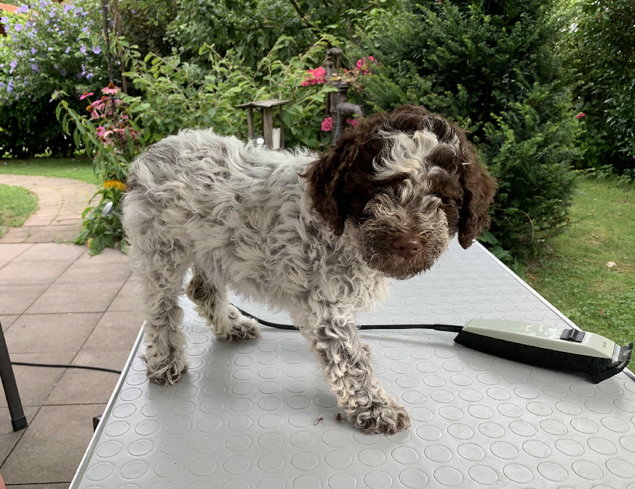 Candice 17.08.2020 Friseur vorher