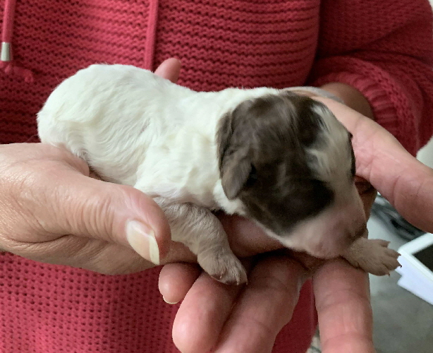 Candice 21.06.2020-Hand