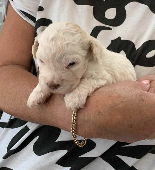 Capo 05.07.2020-Hand