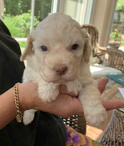 Capo 12.07.2020-Hand