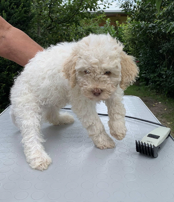 Capo 13.08.2020 Friseur vorher