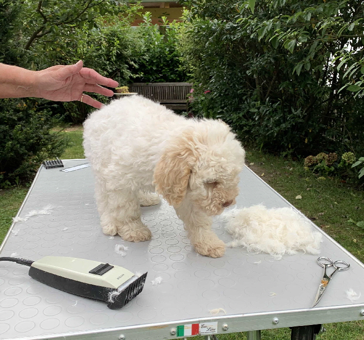 Capo 13.08.2020 Friseur nachher