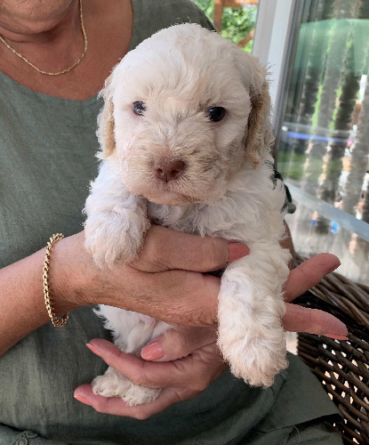 Capo 19.07.2020-Hand