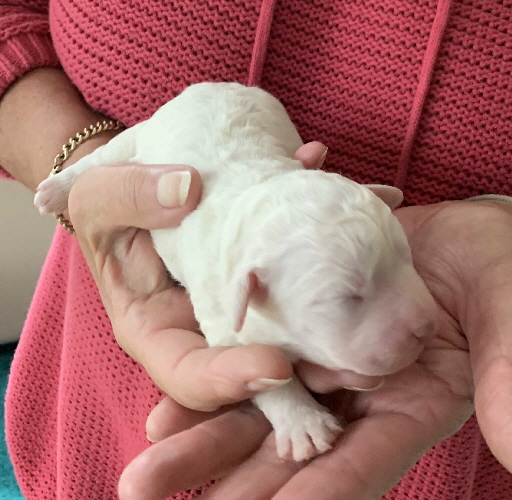 Capo 21.06.2020-Hand