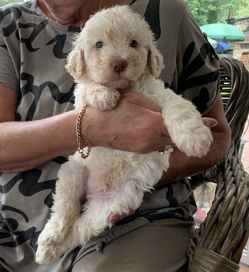 Capo 26.07.2020-Hand