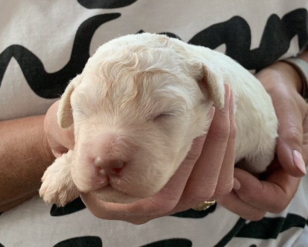 Capo 28.06.2020-Hand