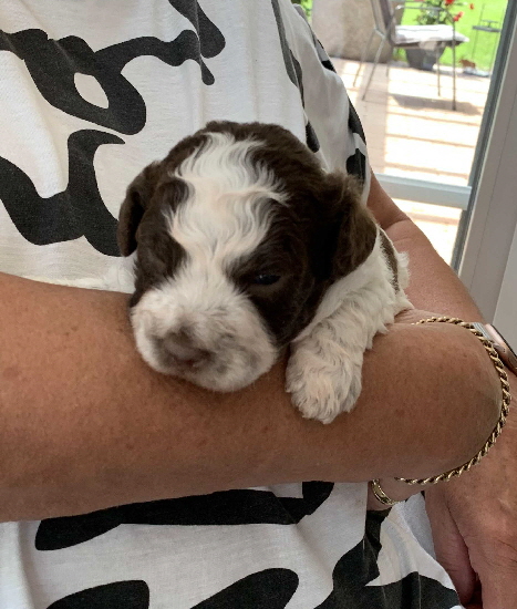 Casanova 05.07.2020-Hand