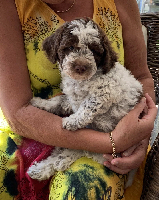 Casanova 09.08.2020-Hand