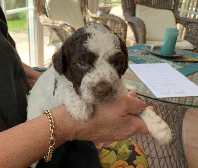 Casanova 12.07.2020-Hand