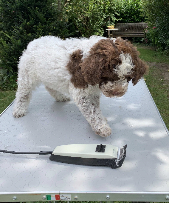 Casanova 13.08.2020 Friseur vorher