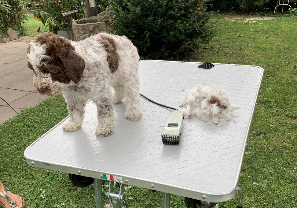 Casanova 13.08.2020 Friseur nachher