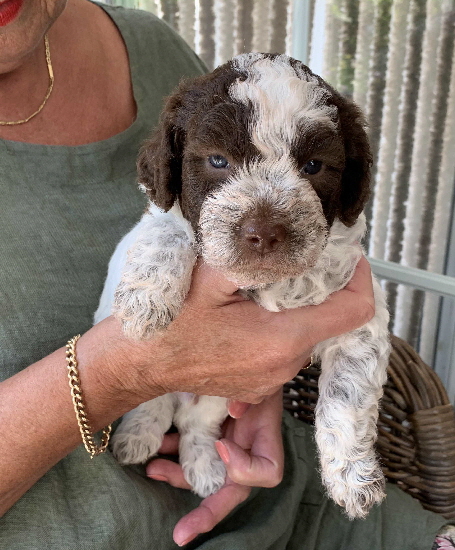 Casanova 19.07.2020-Hand