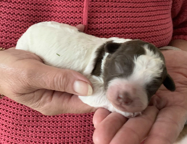 Casanova 21.06.2020-Hand