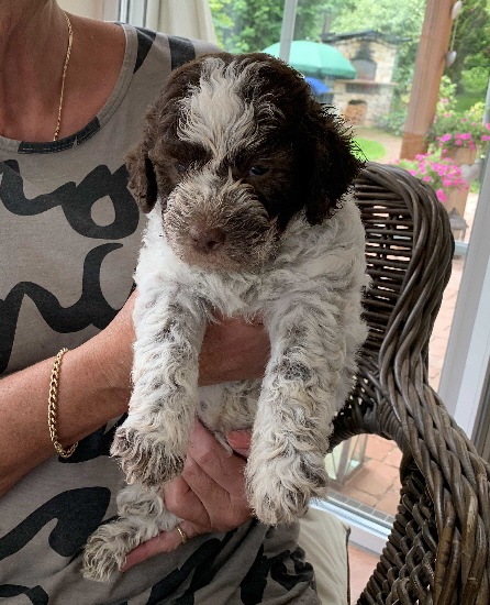 Casanova 26.07.2020-Hand