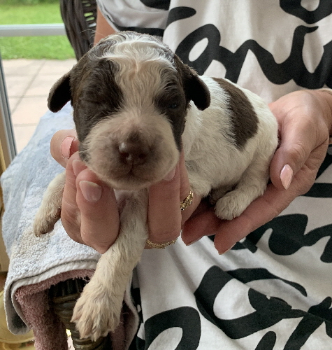 Casanova 28.06.2020-Hand