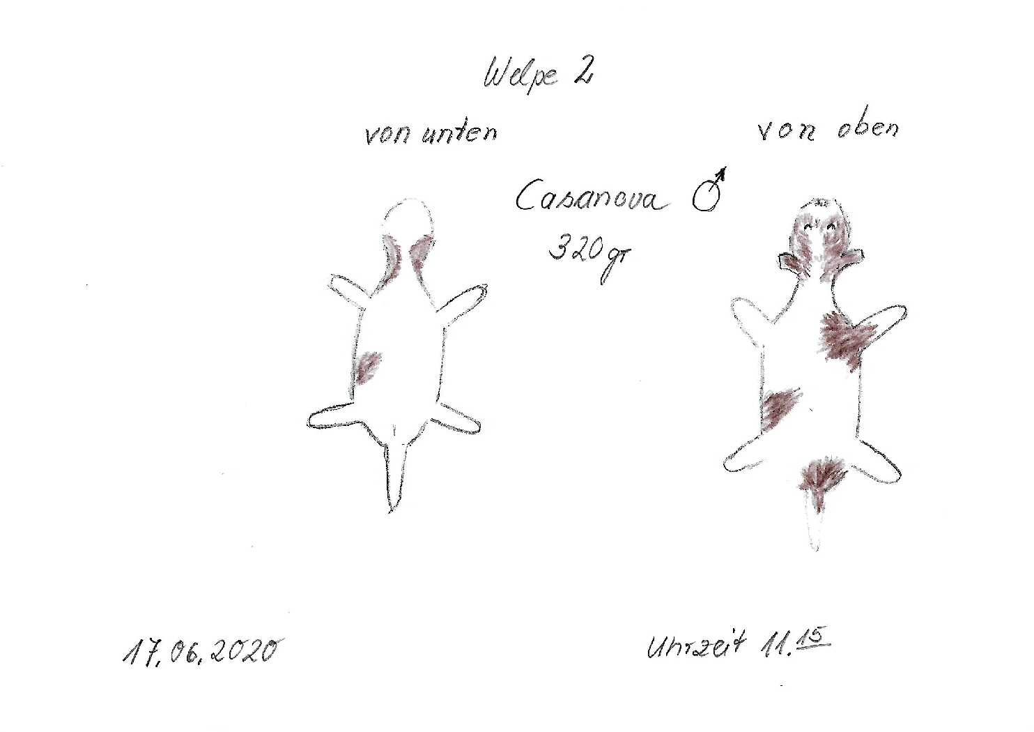 Casanova Skizze Scan