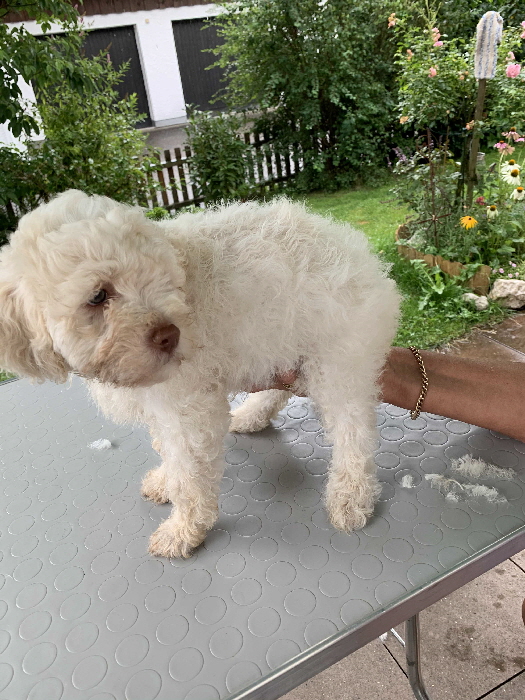 Chanel 13.08.2020 Friseur vorher