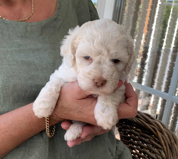 Chanel 19.07.2020-Hand