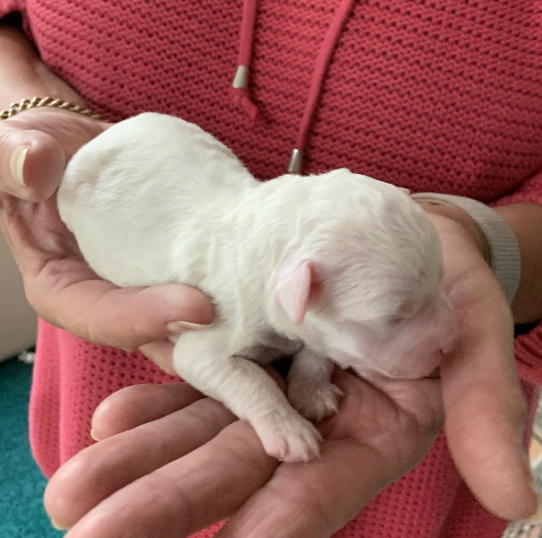 Chanel 21.06.2020-Hand