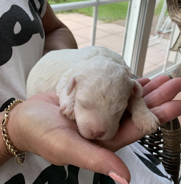 Chanel 28.06.2020-Hand