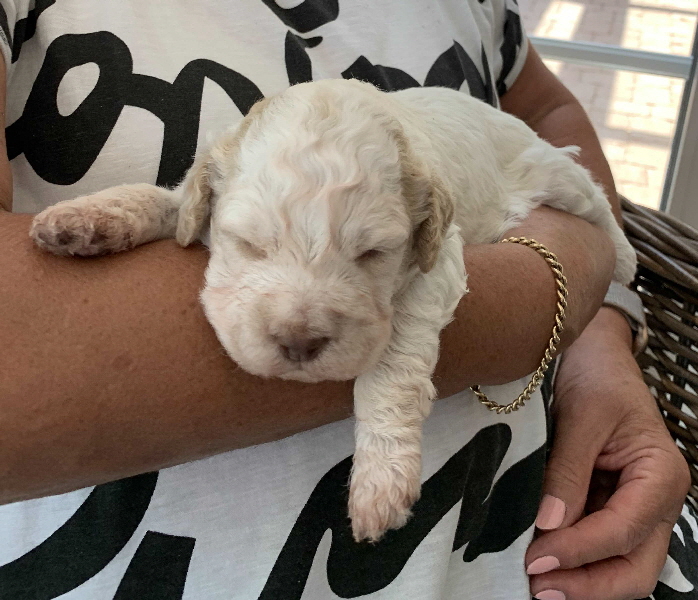 Chaplin 05.07.2020-Hand