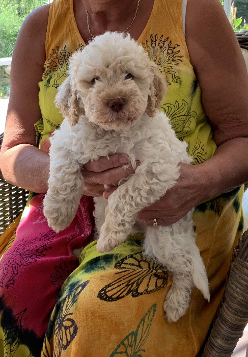 Chaplin 09.08.2020-Hand