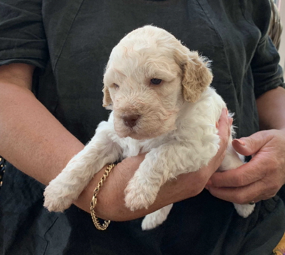 Chaplin 12.07.2020-Hand