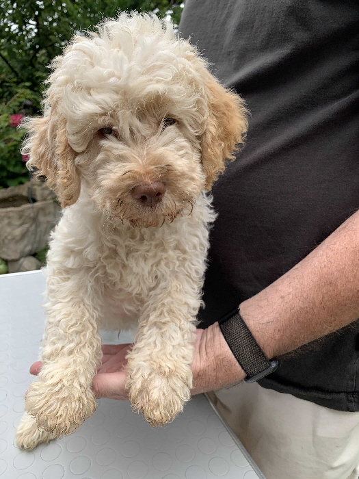 Chaplin 17.08.2020 Friseur vorher