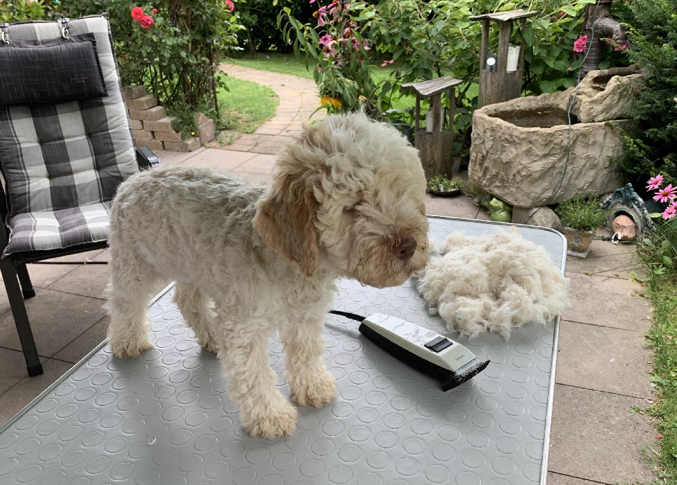 Chaplin 17.08.2020 Friseur nachher