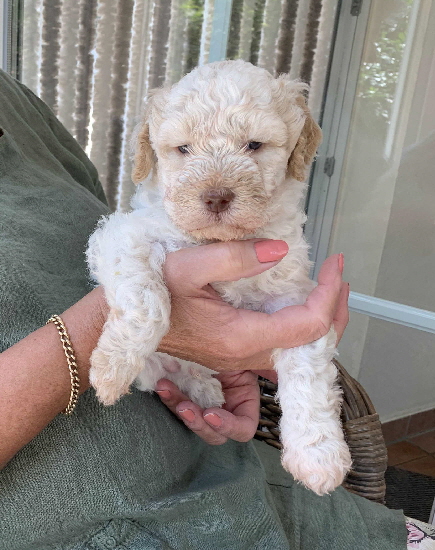 Chaplin 19.07.2020-Hand