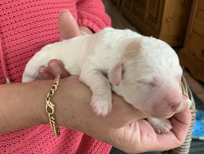 Chaplin 21.06.2020-Hand