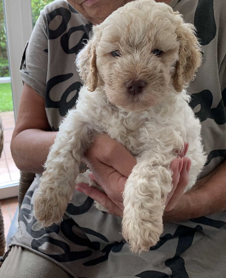 Chaplin 26.07.2020-Hand