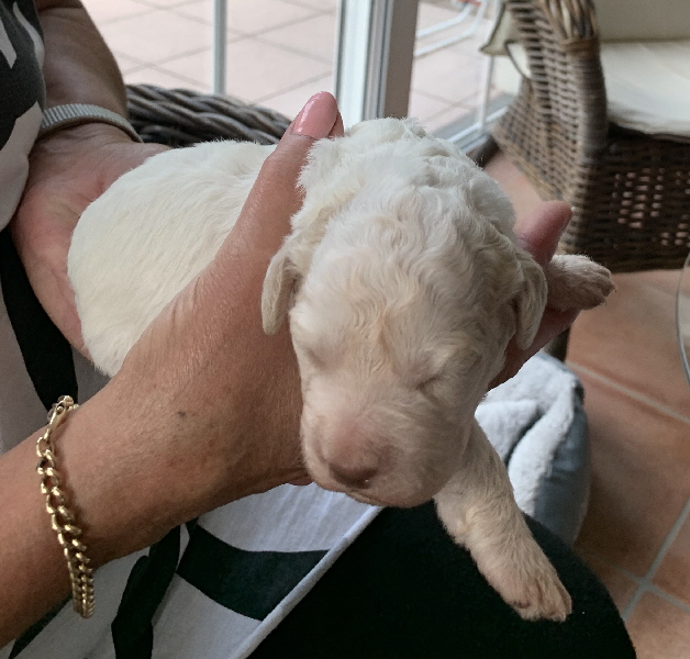 Chaplin 28.06.2020-Hand