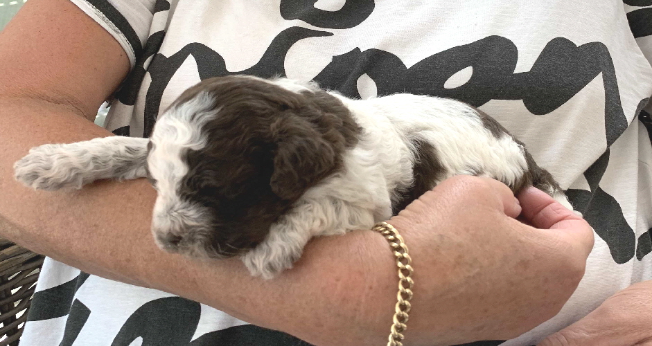 Chili 05.07.2020-Hand