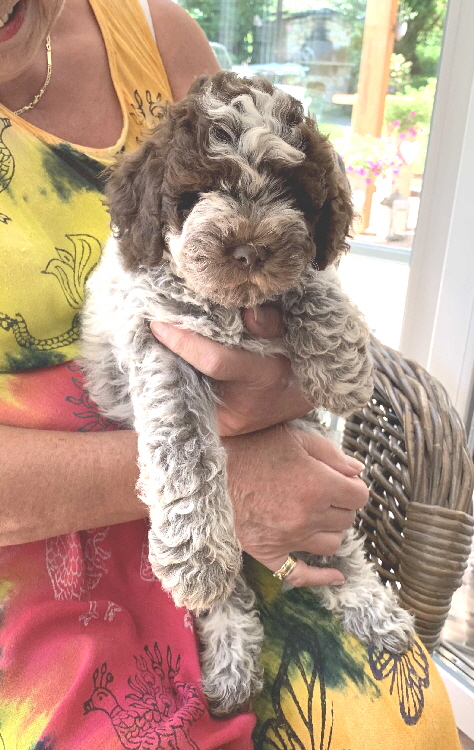 Chili 09.08.2020-Hand