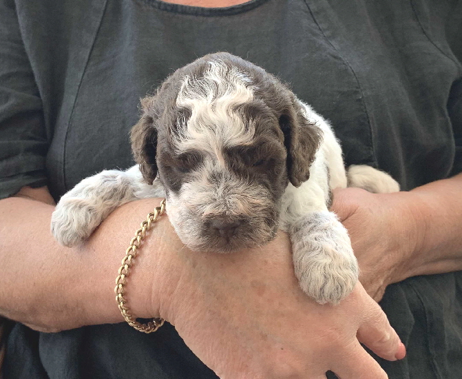 Chili 12.07.2020-Hand