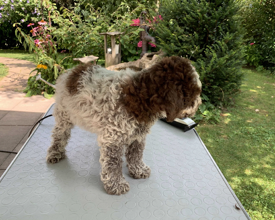 Chili 17.08.2020 Friseur vorher