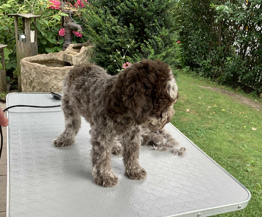 Chili 17.08.2020 Friseur nachher