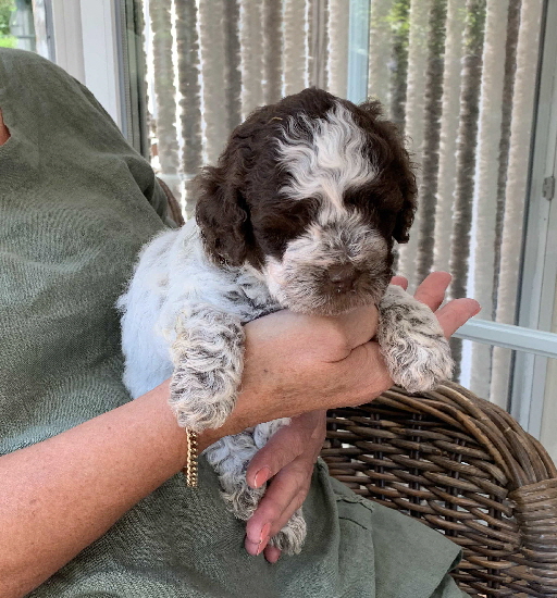 Chili 19.07.2020-Hand