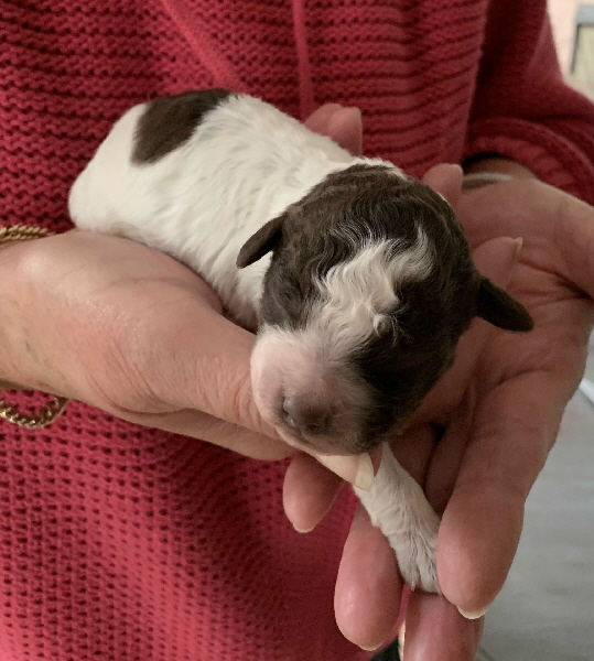 Chili 21.06.2020-Hand