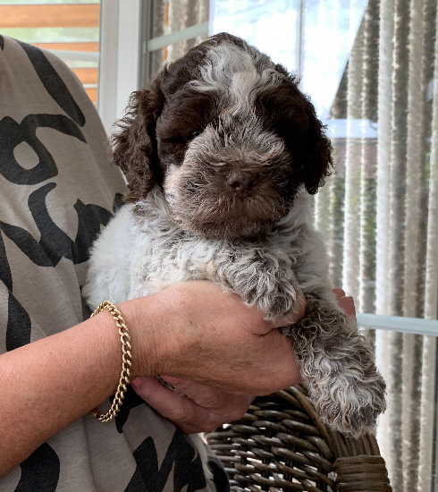 Chili 26.07.2020-Hand