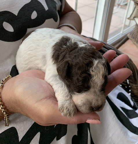 Chili 28.06.2020-Hand